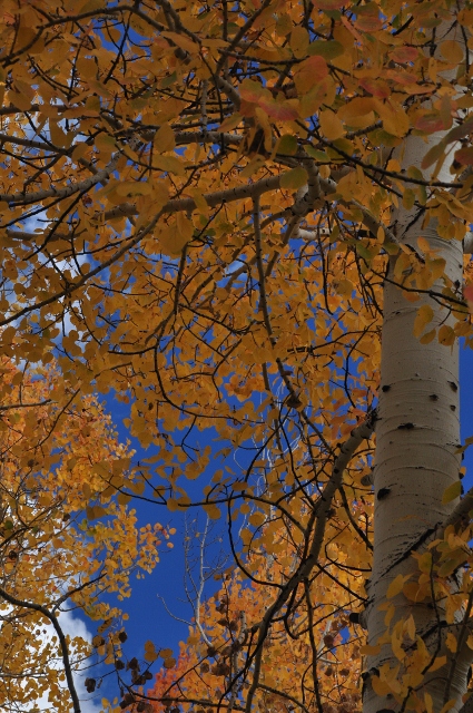 Big Al Trail with fall colors